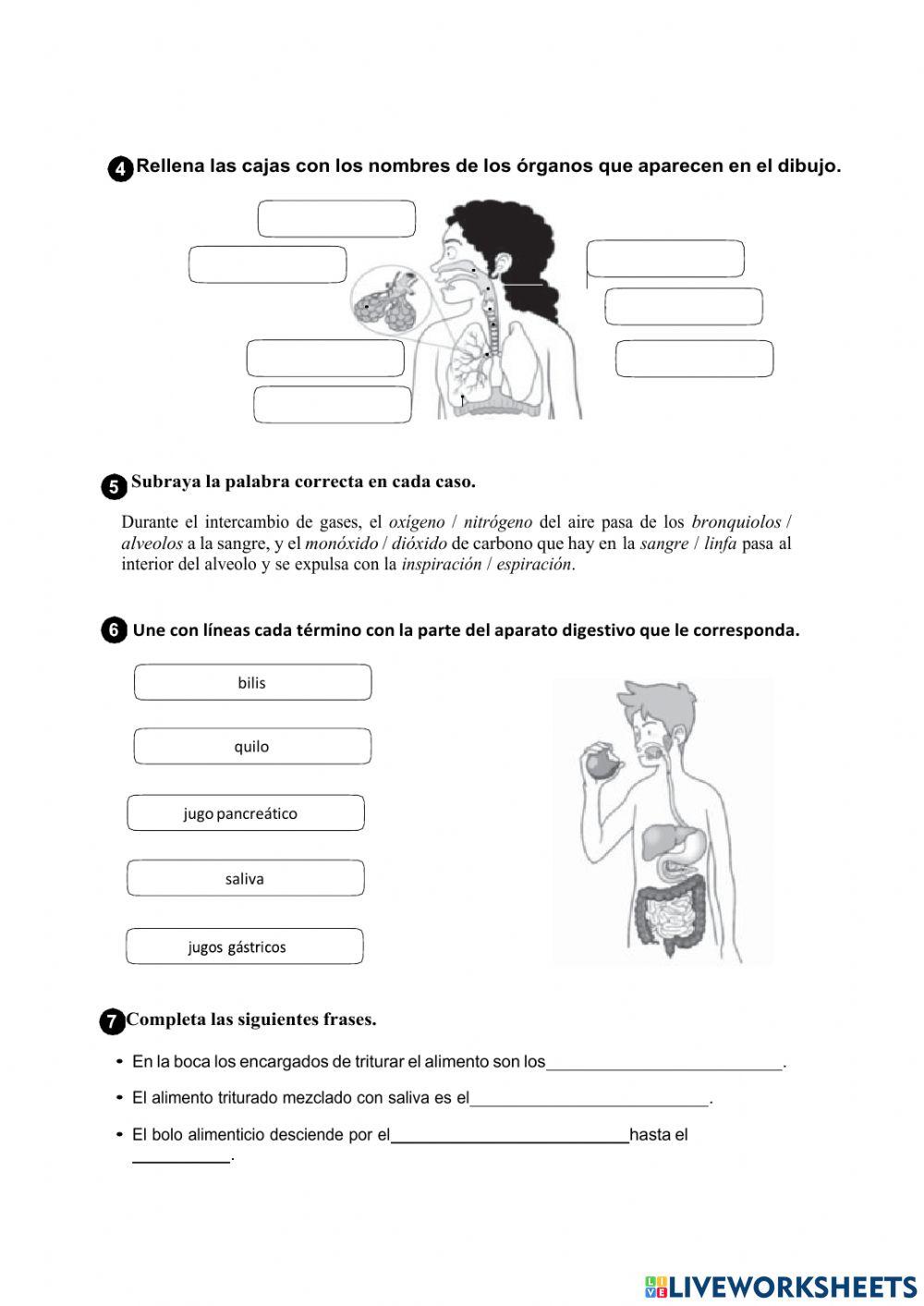 La nutrición. la digestión y la respiración
