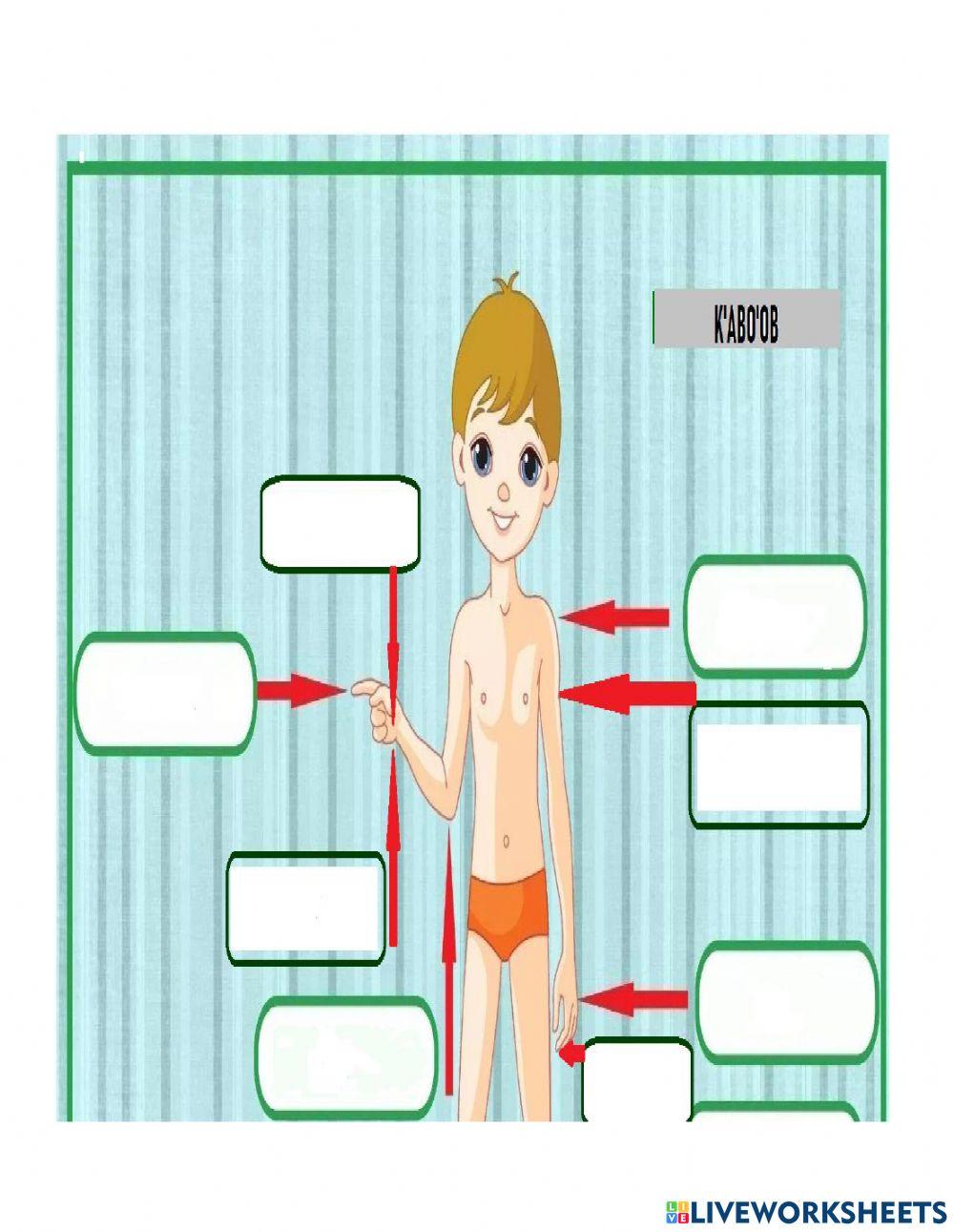 Partes del cuerpo en maya