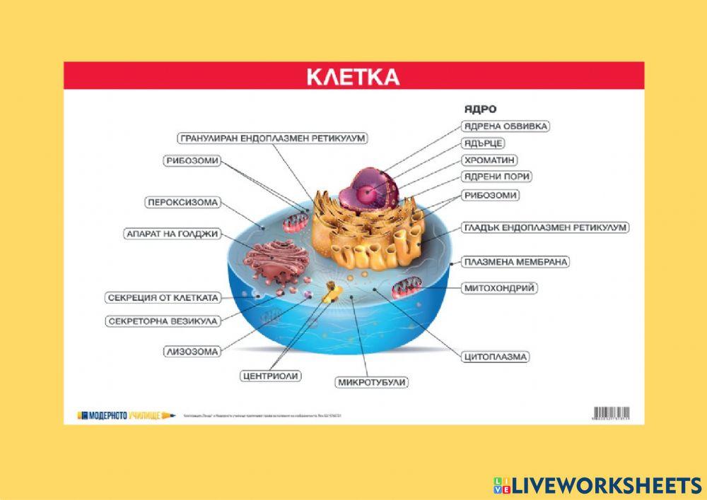 Структура на клетката