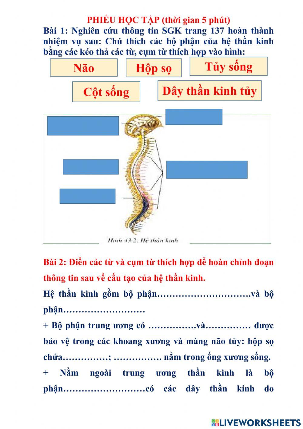 Phiếu học tập giới thiệu chung hệ thần kinh