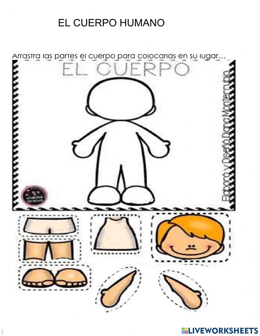 Partes del cuerpo humano