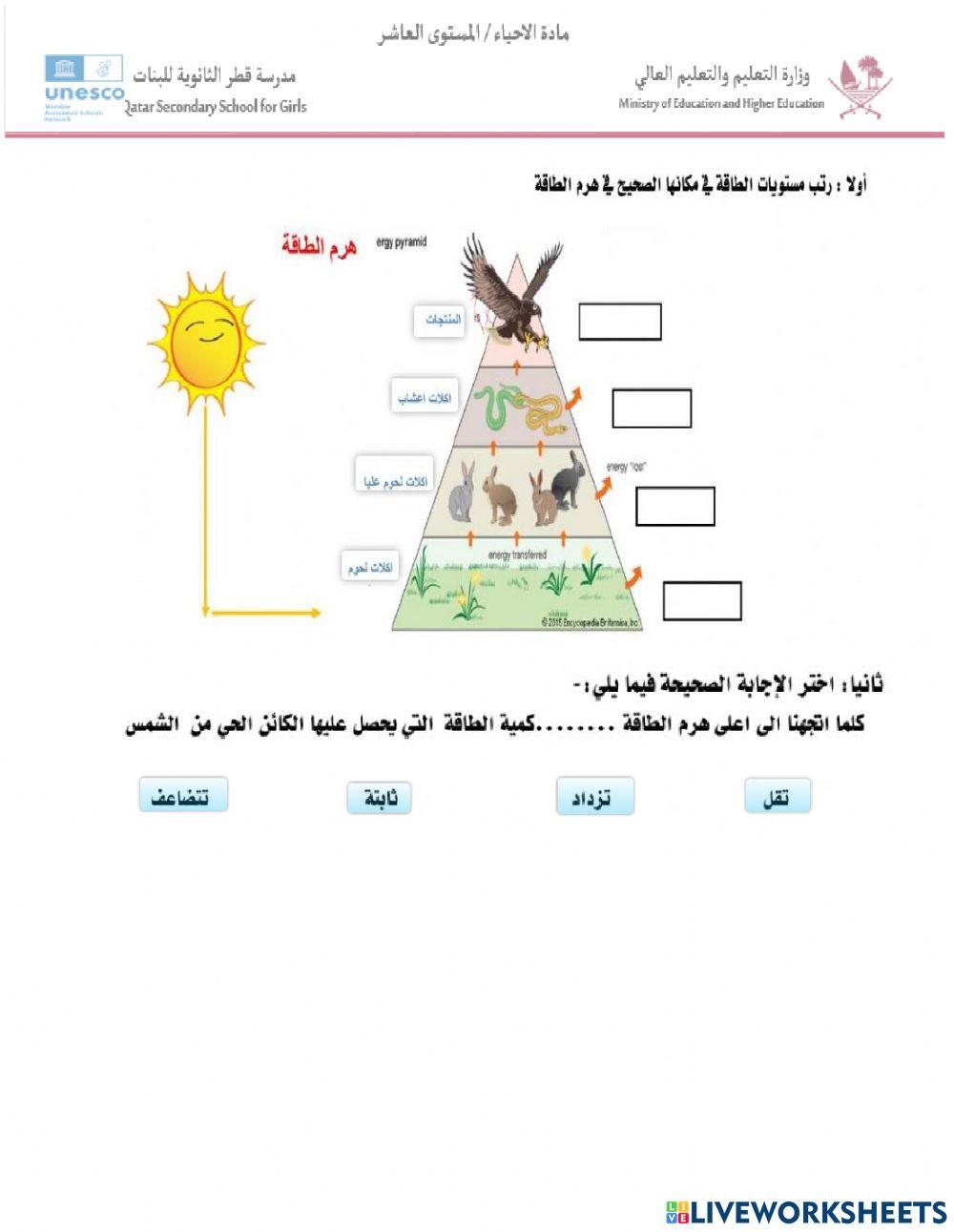 الهرم الغذائي