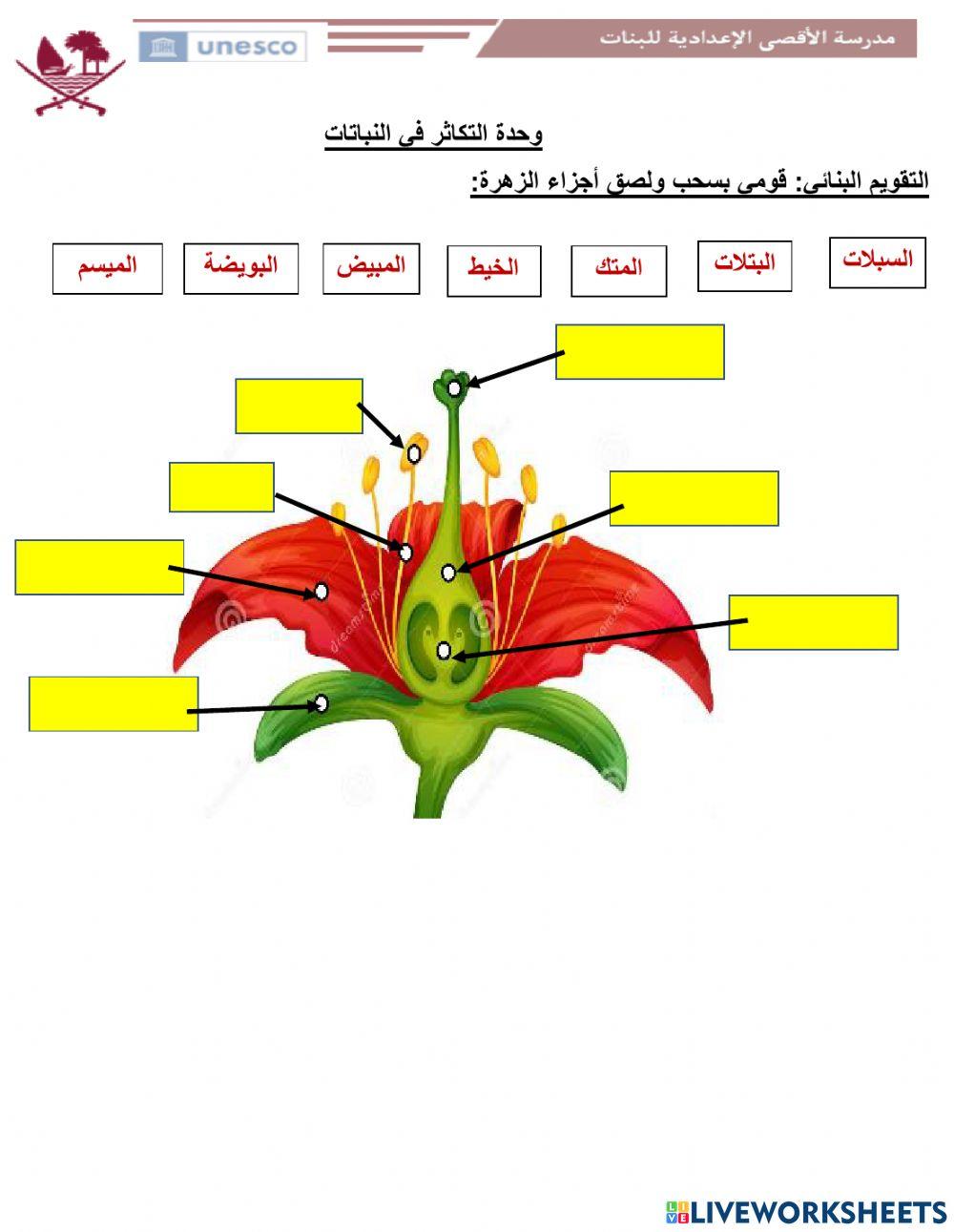 تركيب الزهرة النموذجية2