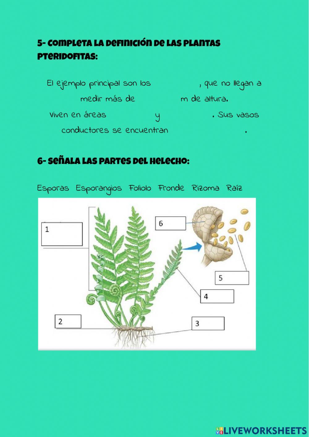 Plantas II