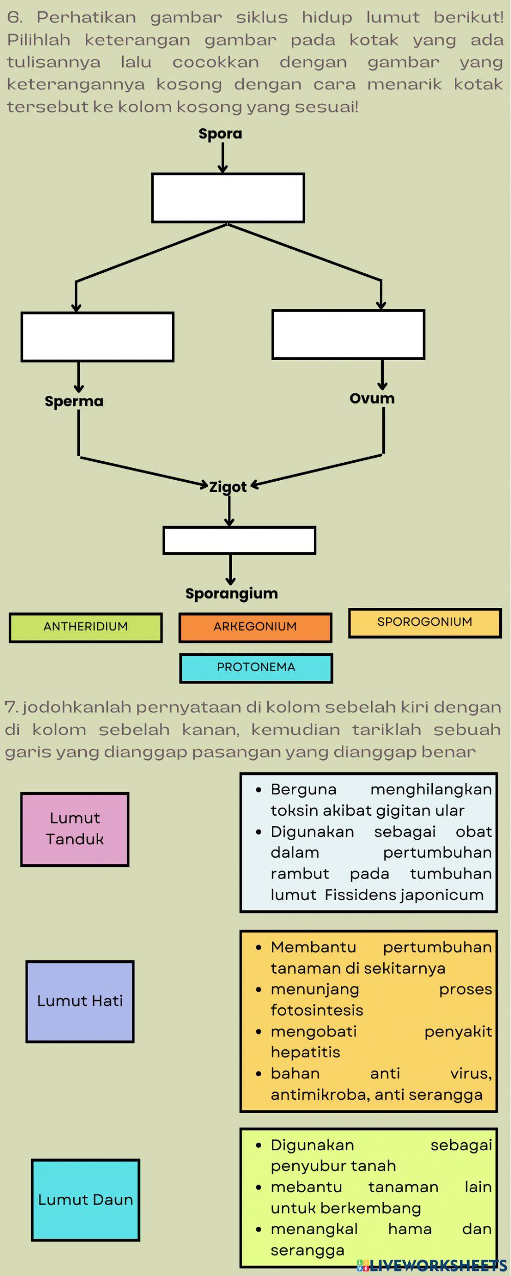 E-lpkd plantae pertemuan 1