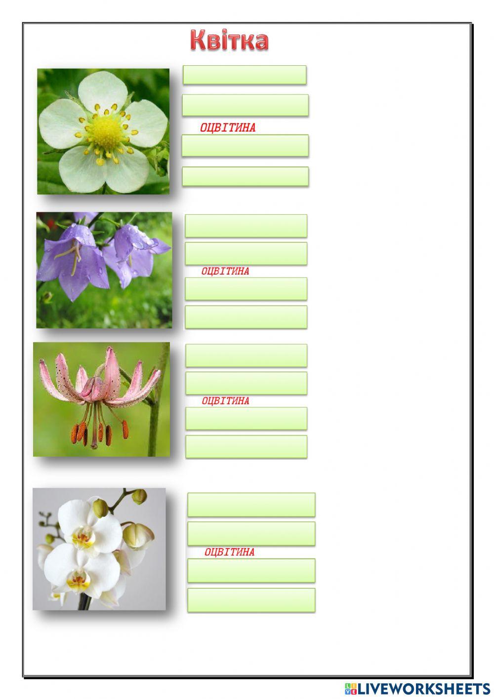 Квітка Суцвіття