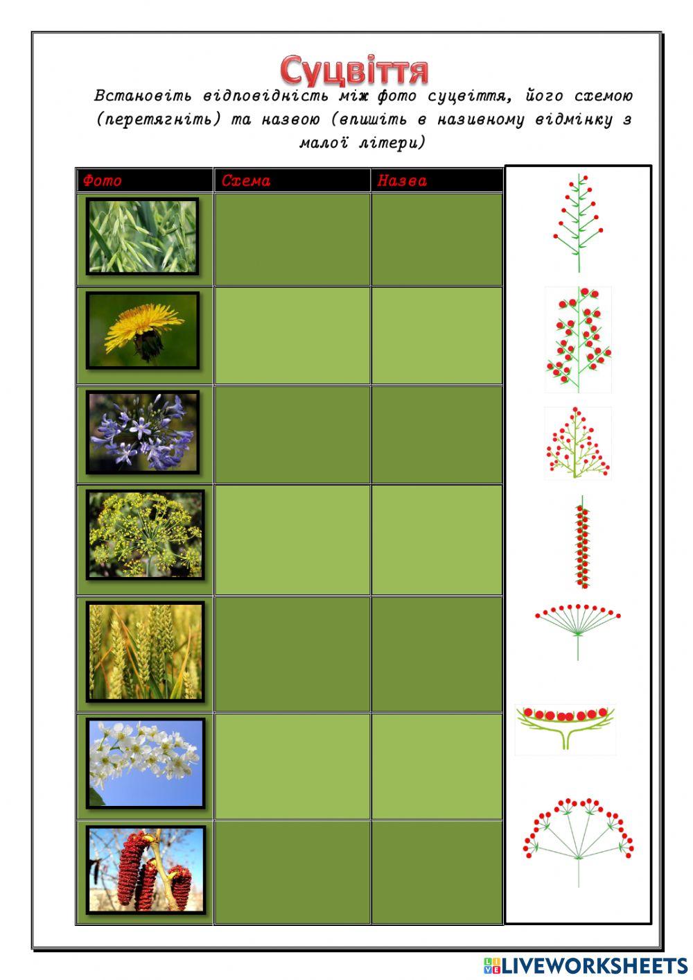 Квітка Суцвіття