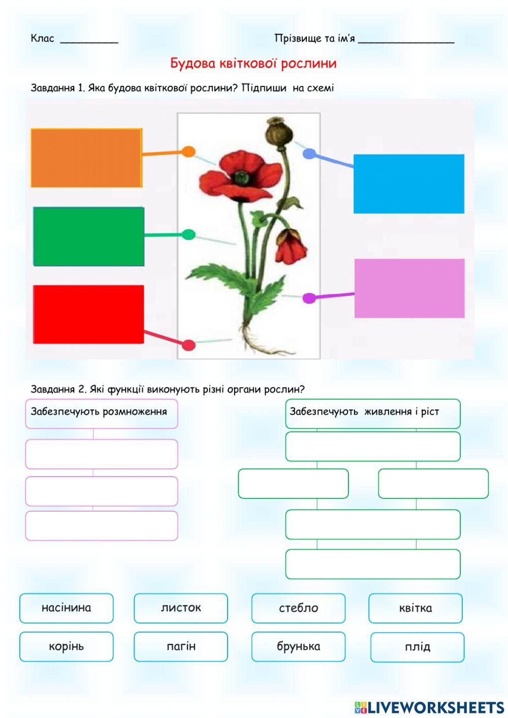 2296573 | Будова квіткової рослини 5 клас | Слободян