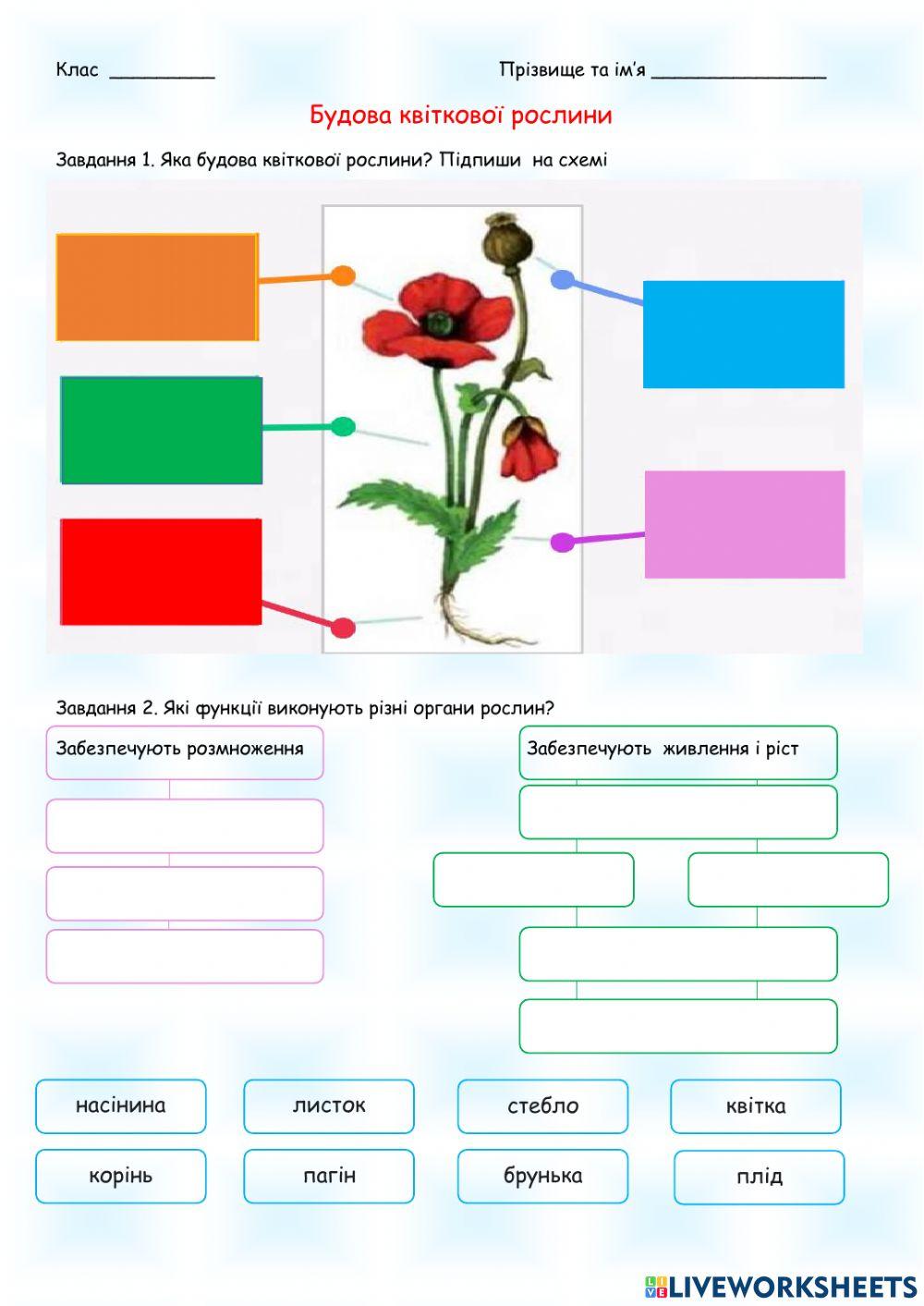 Будова квіткової рослини 5 клас