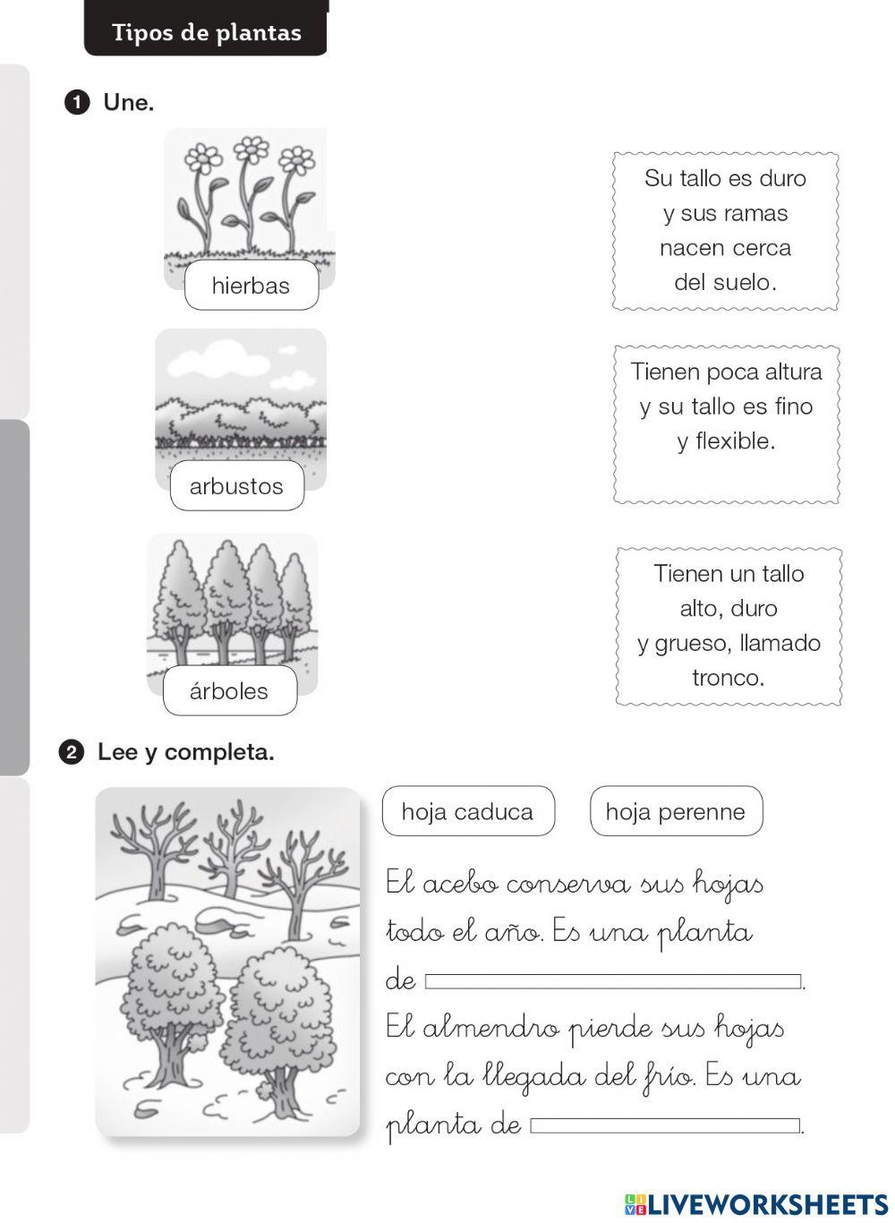 Las plantas