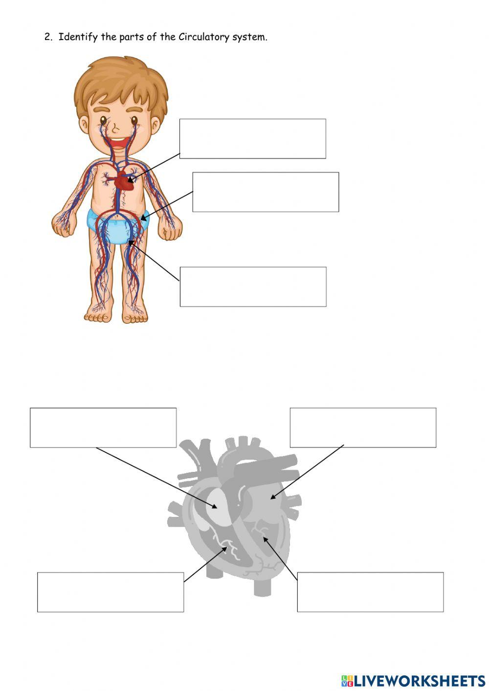 Nutrition body systems parts