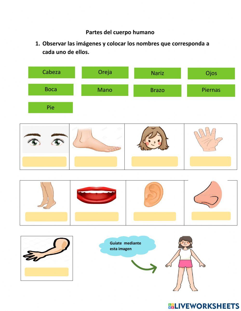 Partes del Cuerpo Humano