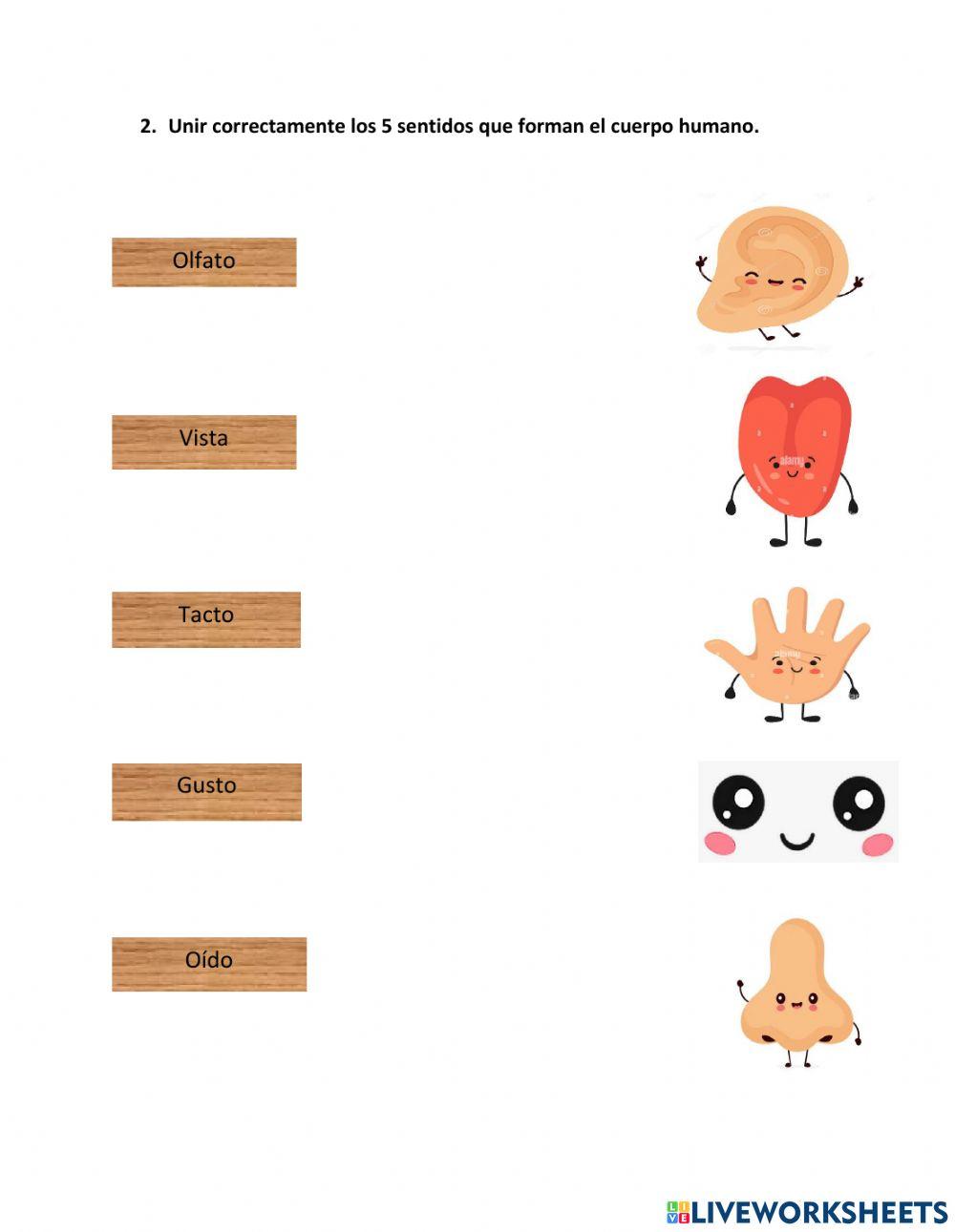 Partes del Cuerpo Humano