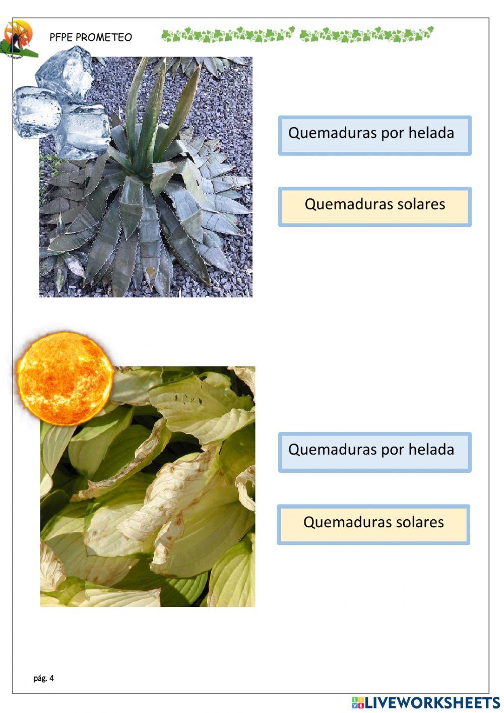 Sanidad vegetal. Salud y clima