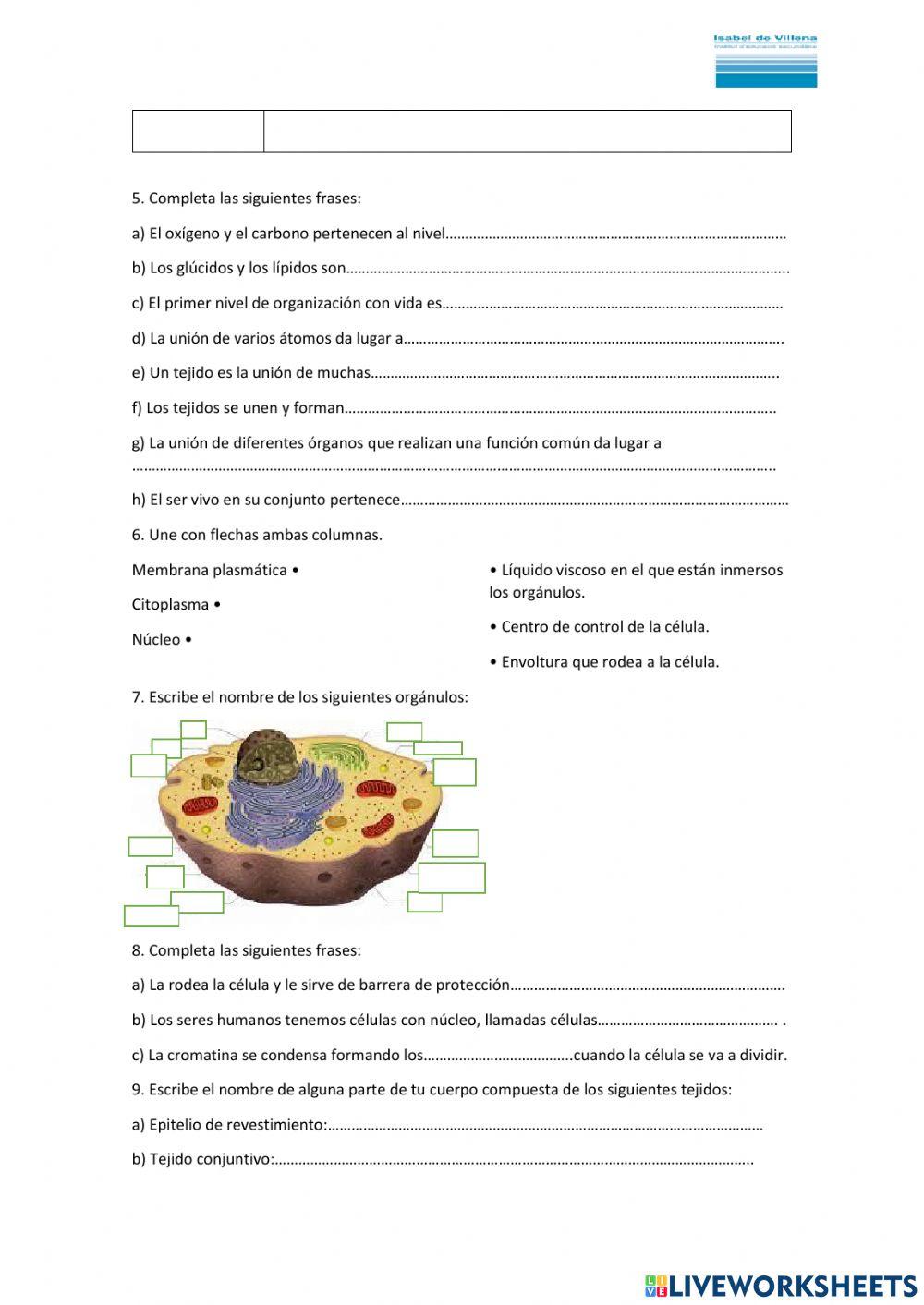 Niveles organizacion vida