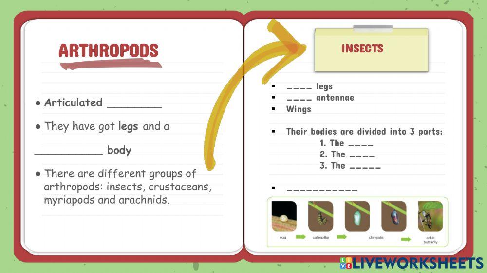 Invertebrates part 2