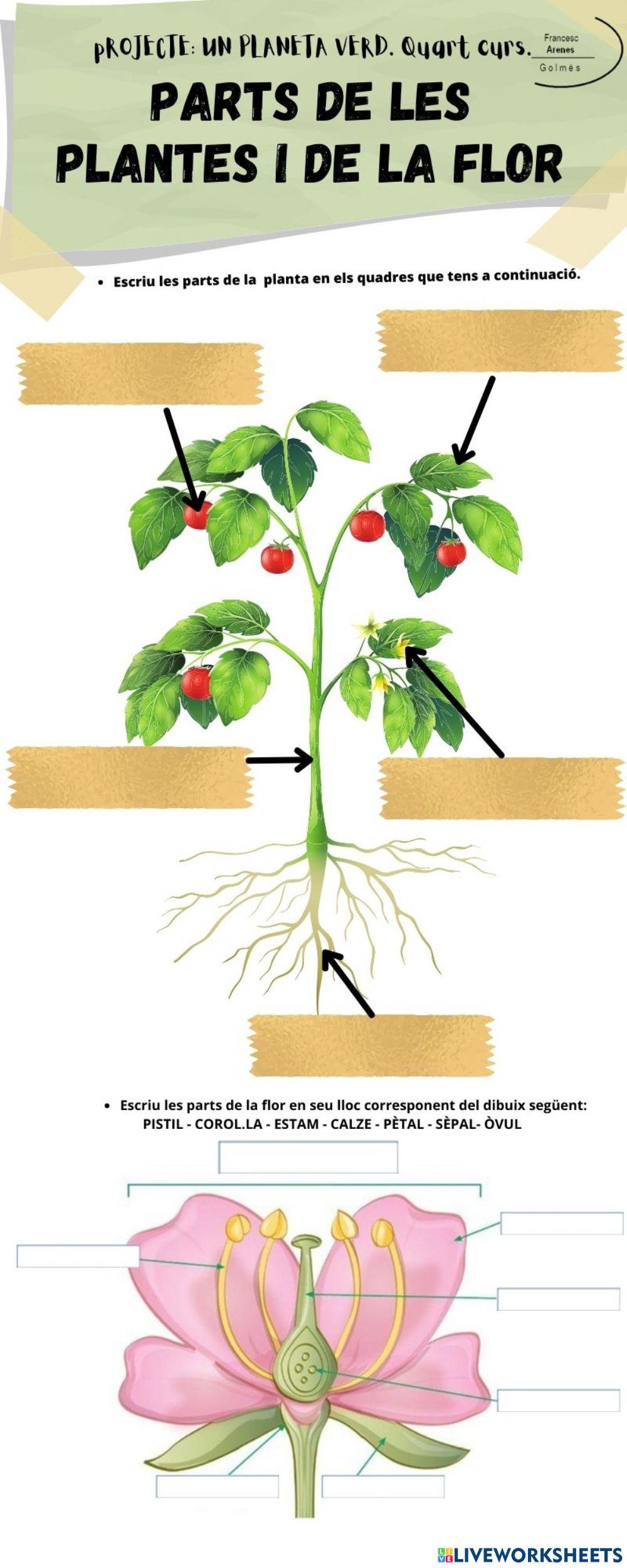 Parts de la planta i de la flor 1 (Un planeta verd).