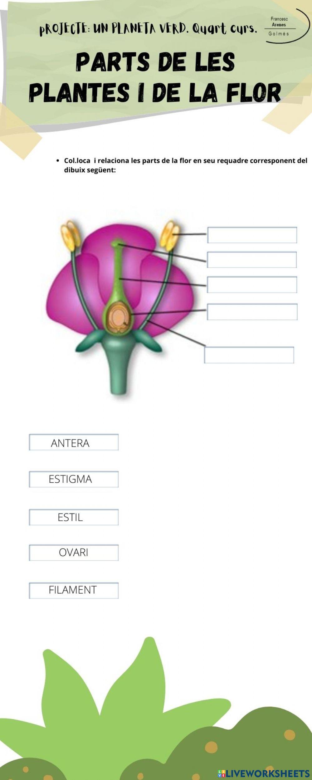 Les parts de la planta i la flor 2 (Un planeta verd).