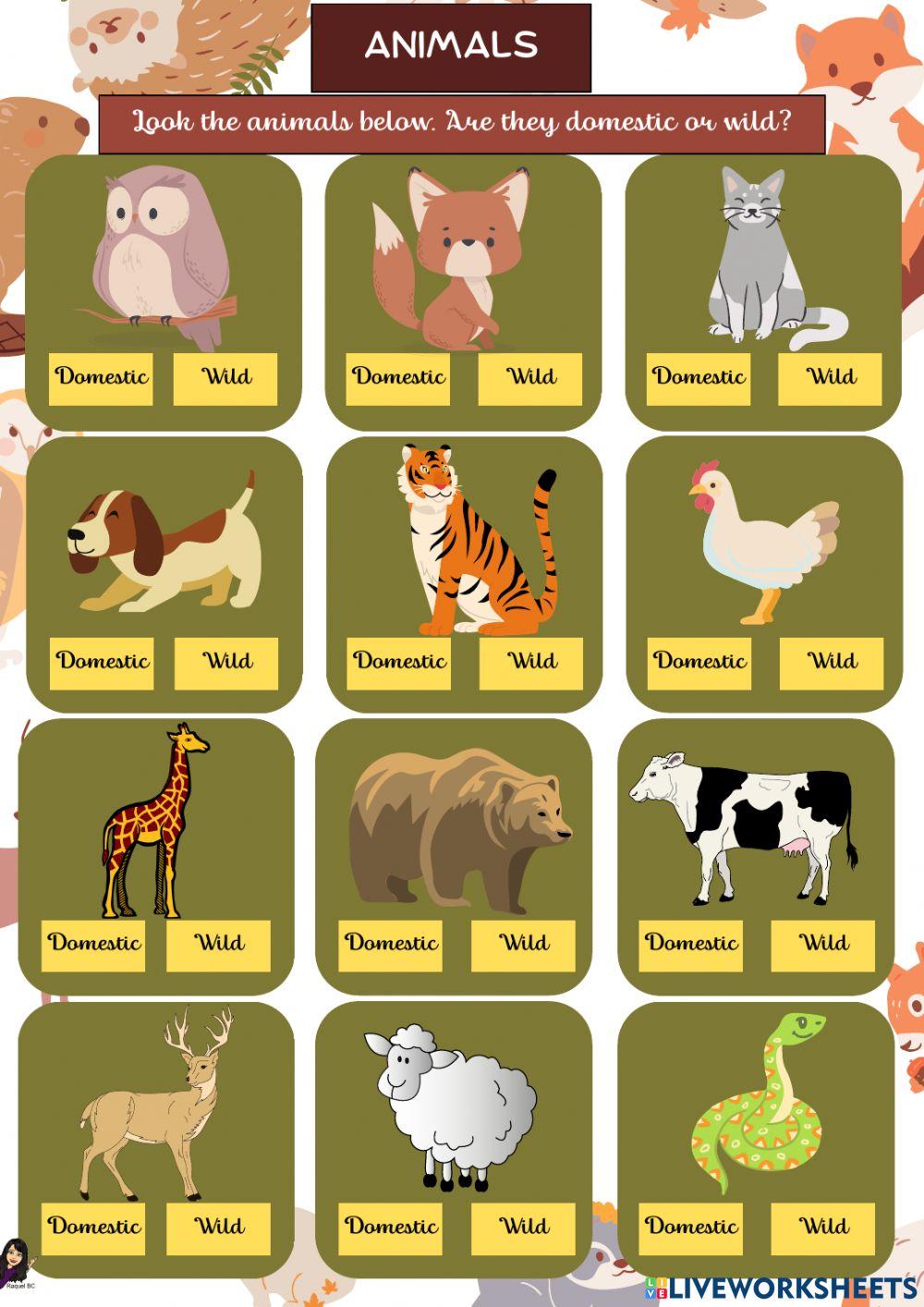 Domestic or wild animals