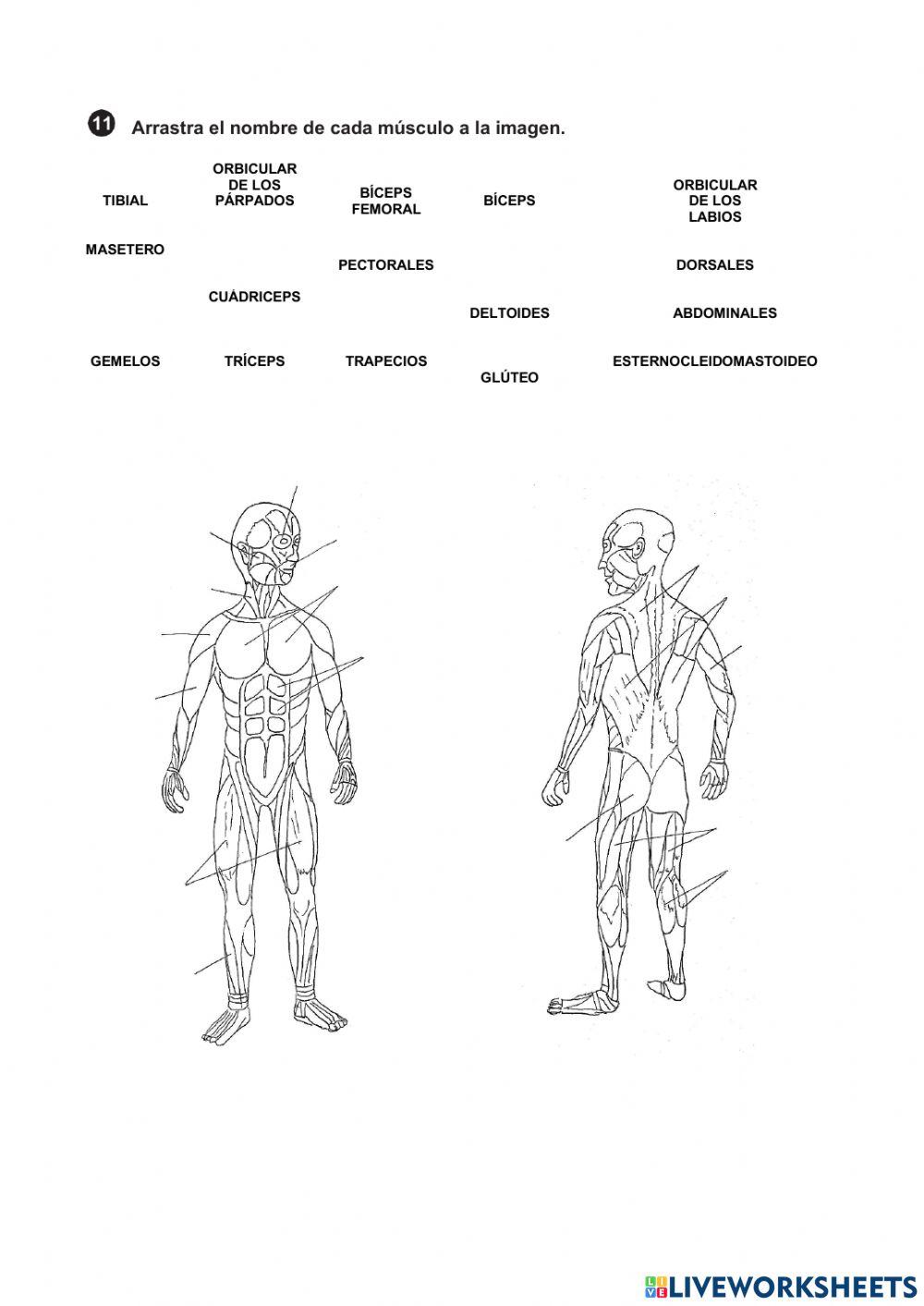 Prueba de control El aparato locomotor