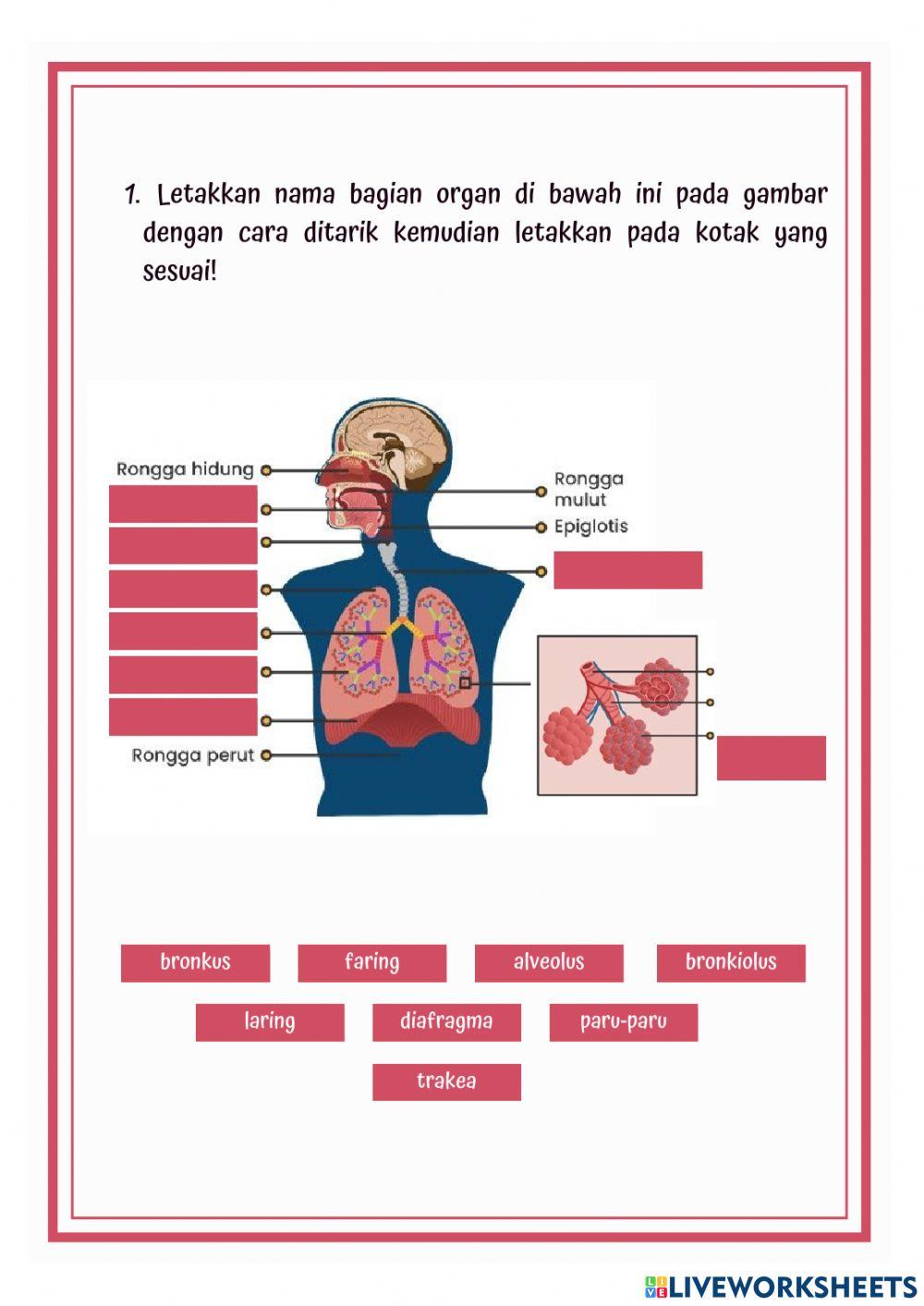 Lkpd online sistem pernapasan