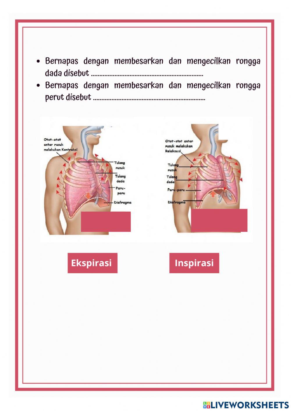 Lkpd online sistem pernapasan