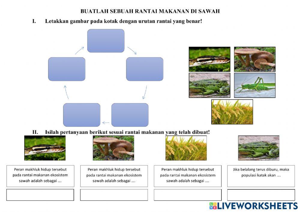 Rantai Makanan Sawah