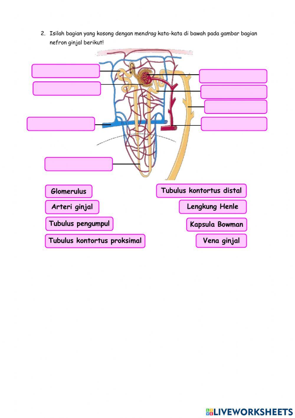 Sistem Eksresi Ginjal
