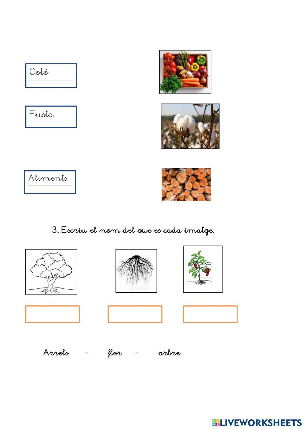 Plantes i que obtenim d'elles