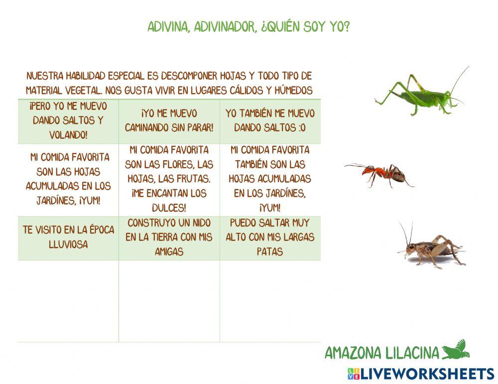Conociendo a mis vecinos silvestres: Hormigas, Grillos y Saltamontes