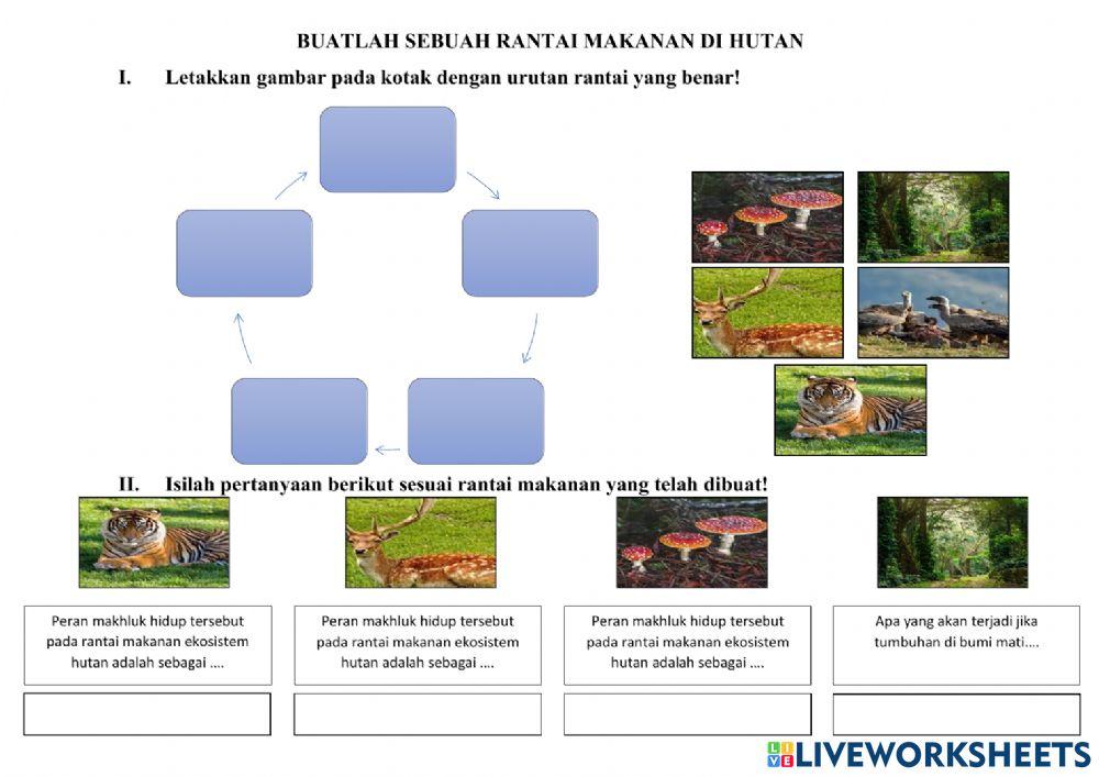 Rantai Makanan Hutan