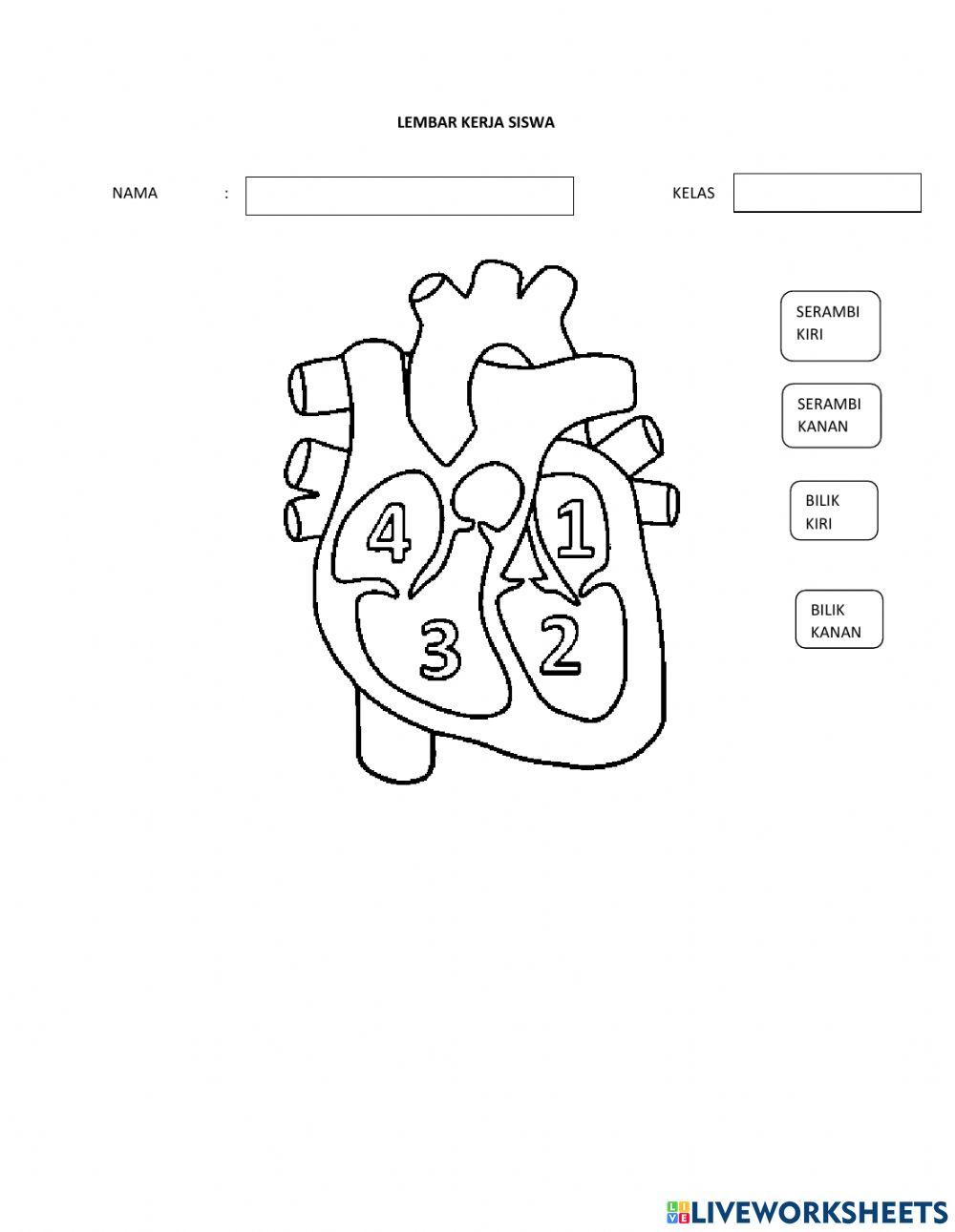 Sistem peredaran darah