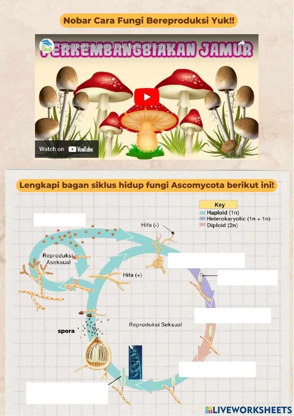 Lkpd reproduksi fungi (sman 1 depok)