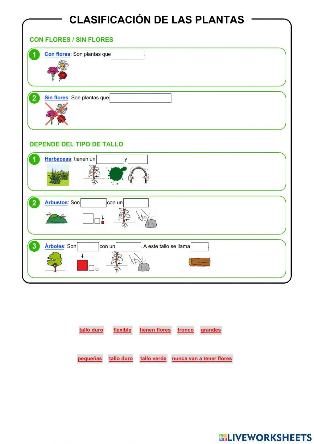 Clasificación de las plantas Clasificación de las plantas