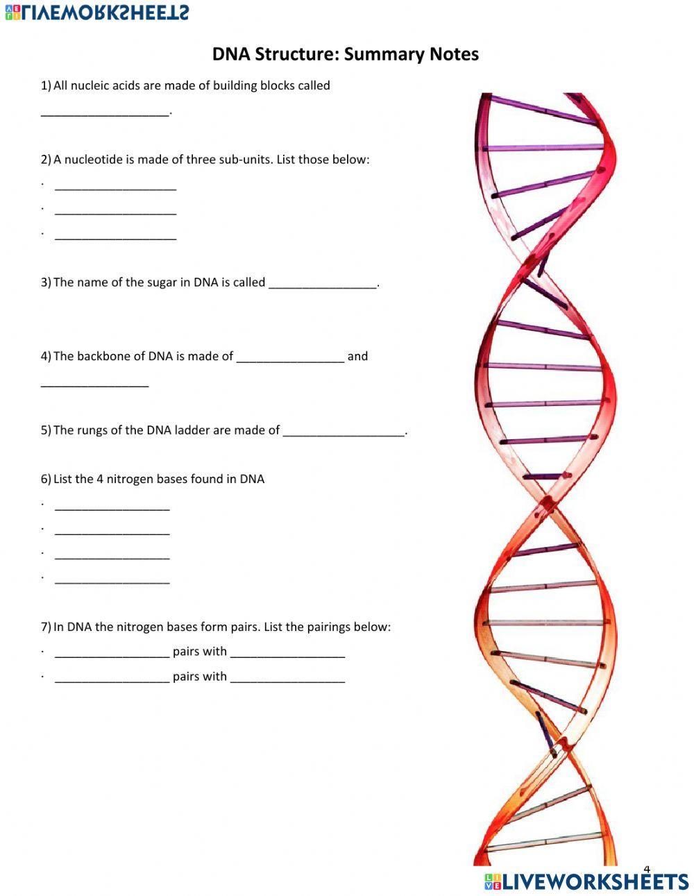 DNA Structure