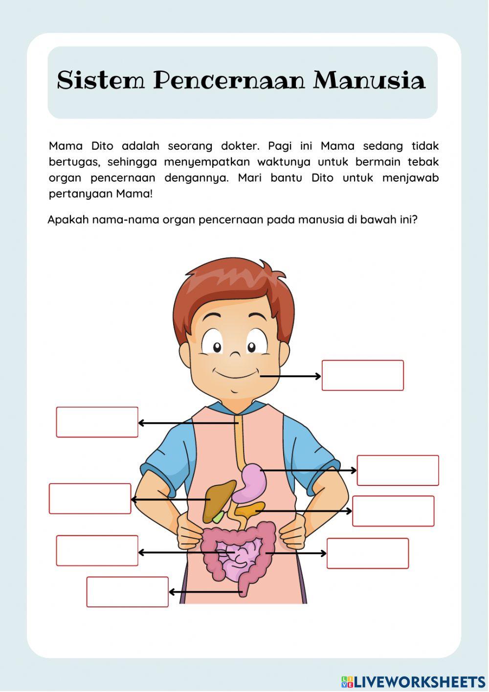 Liveworksheet Sistem Pencernaan Manusia