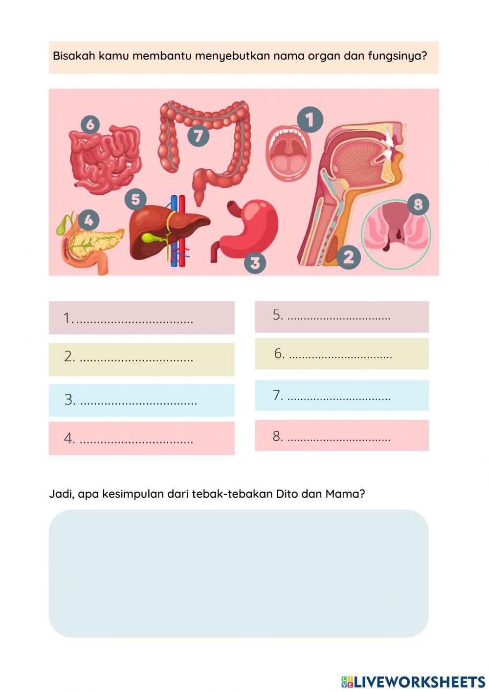 Liveworksheet Sistem Pencernaan Manusia