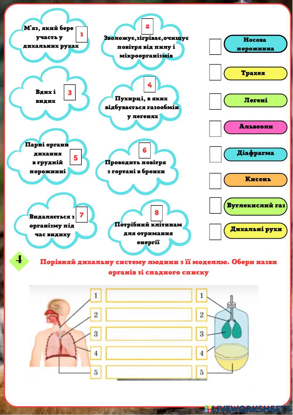 Дихальна система людини