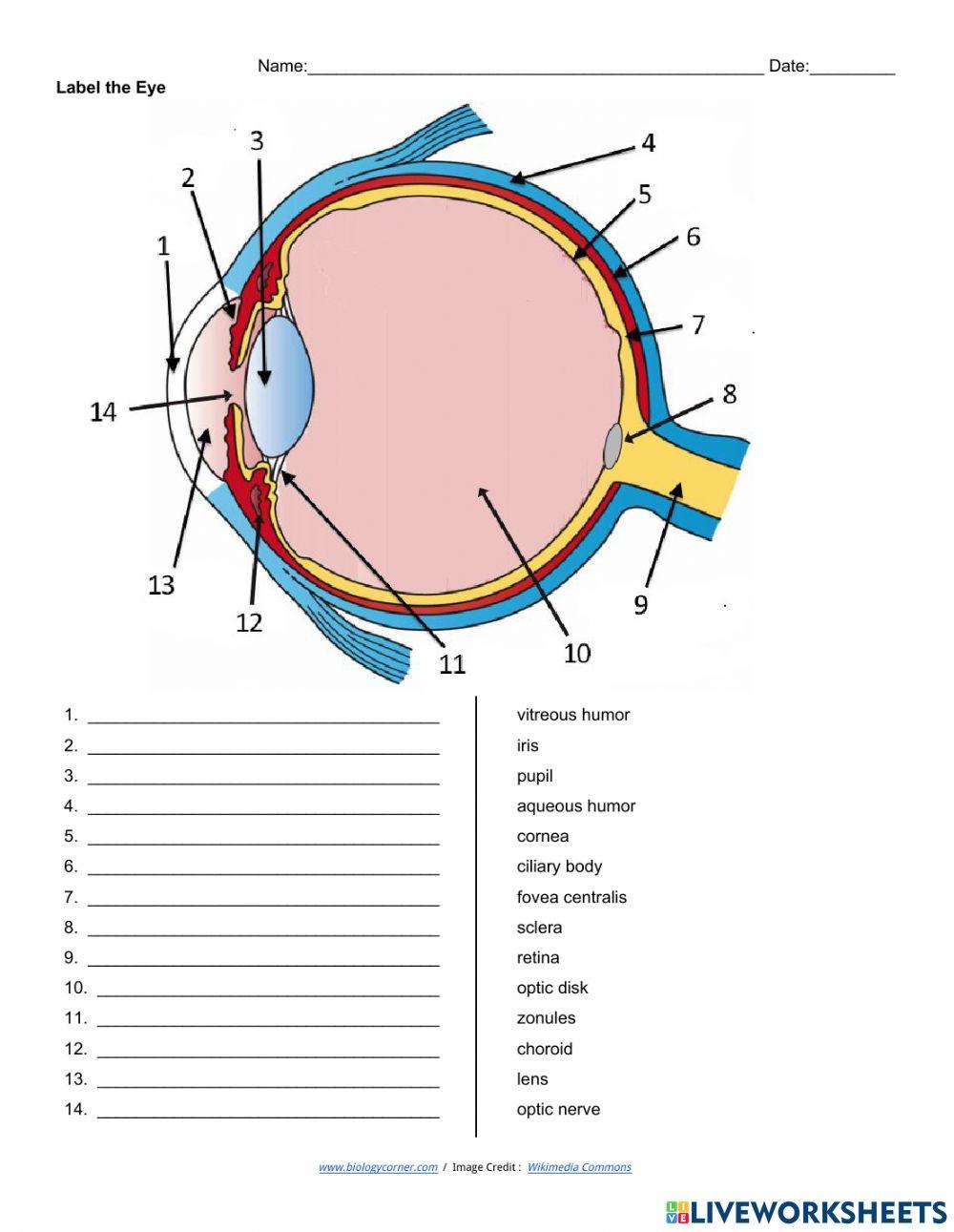 The eye anatomy