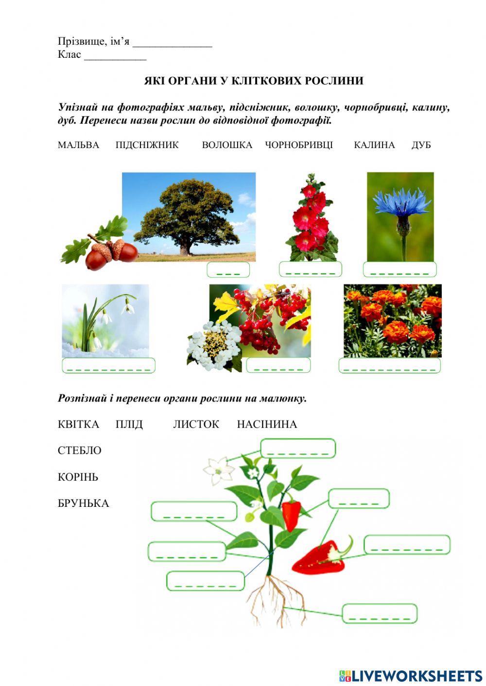 Які органи у квіткової рослини?