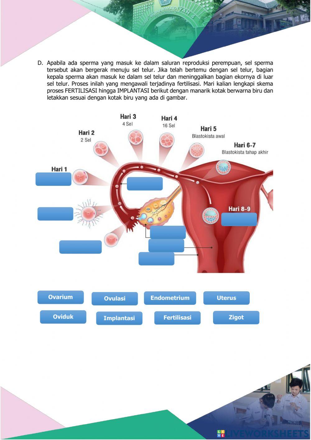 Menstruasi, Fertilisasi, Kehamilan