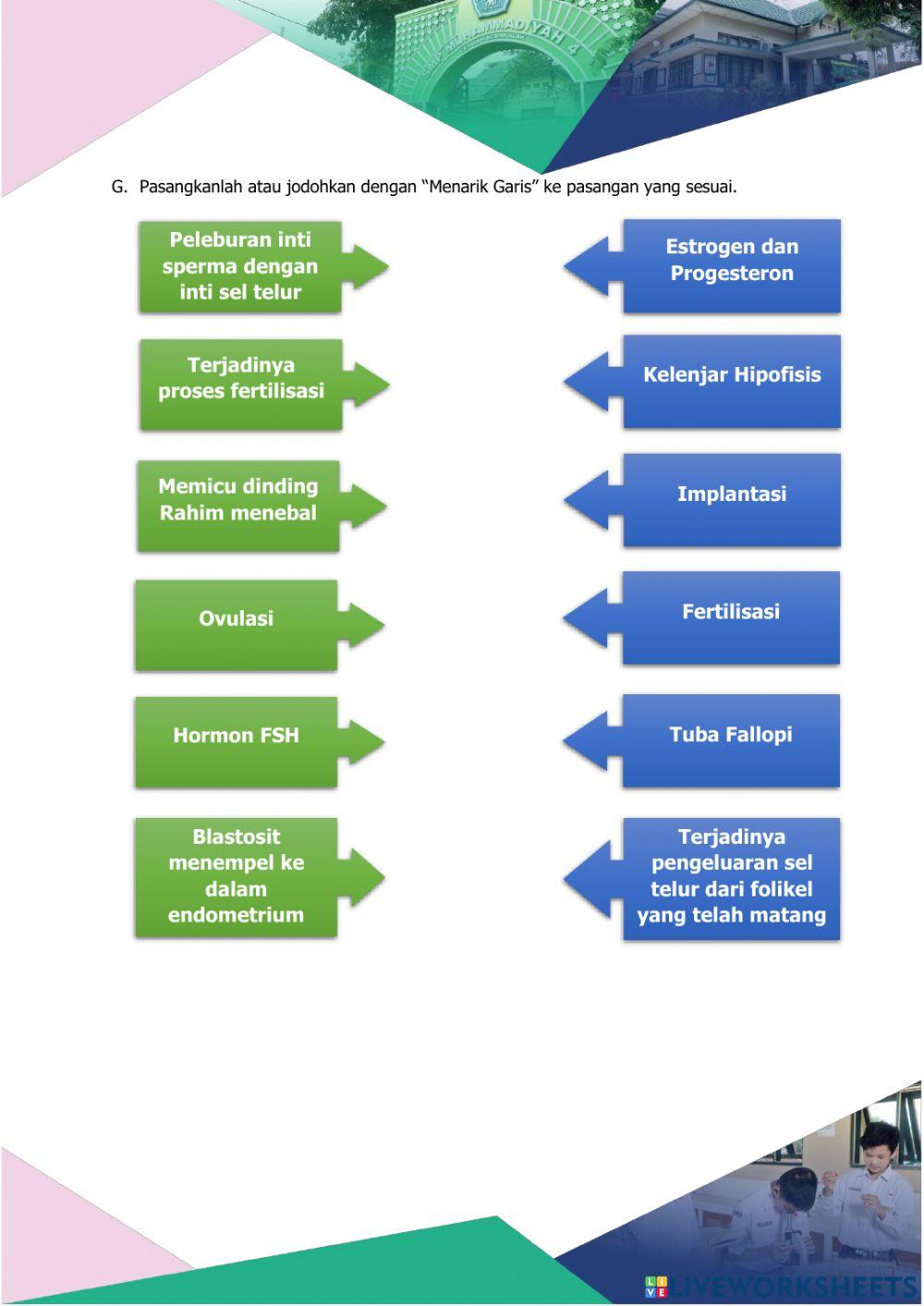 Menstruasi, Fertilisasi, Kehamilan