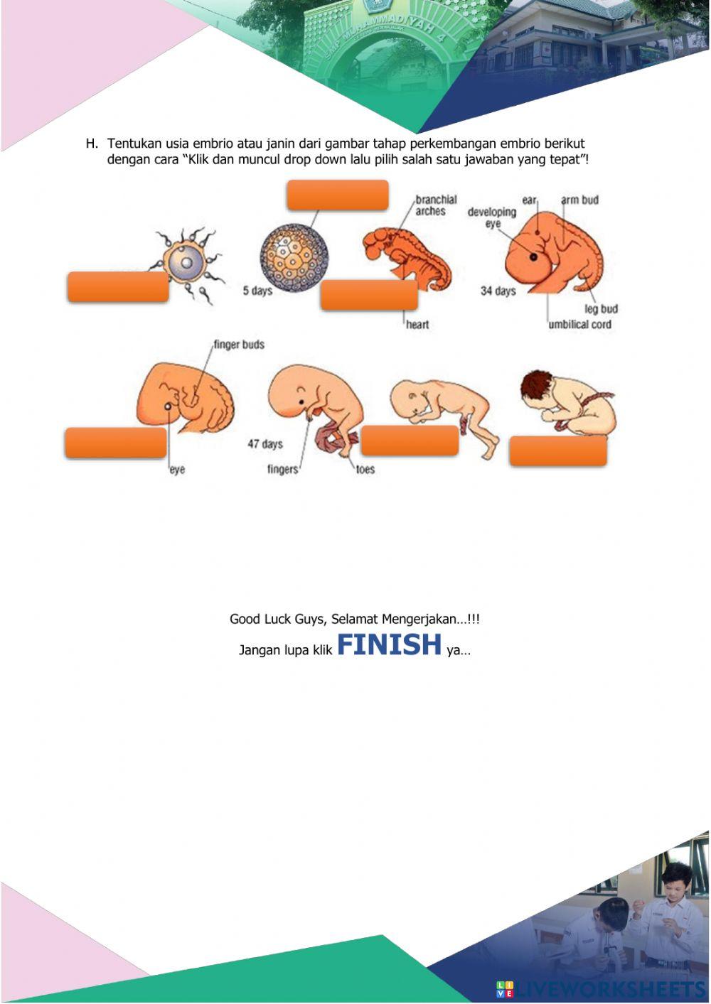 Menstruasi, Fertilisasi, Kehamilan