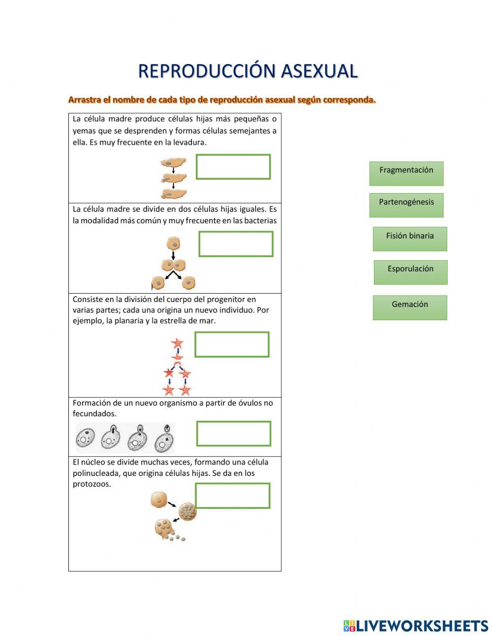 Reproducción asexual