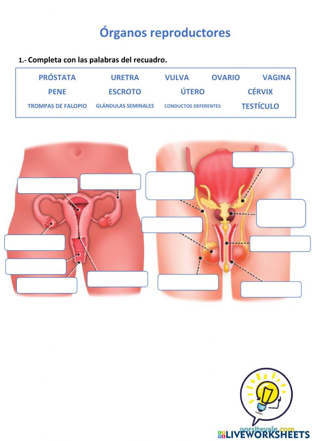 Órganos reproductores