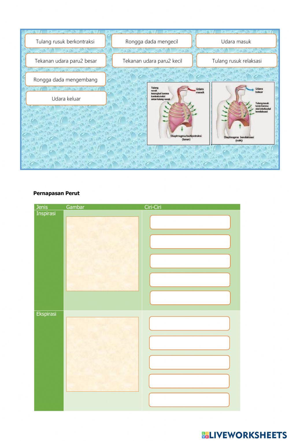 Lembar Kerja Sistem Pernapasan Manusia