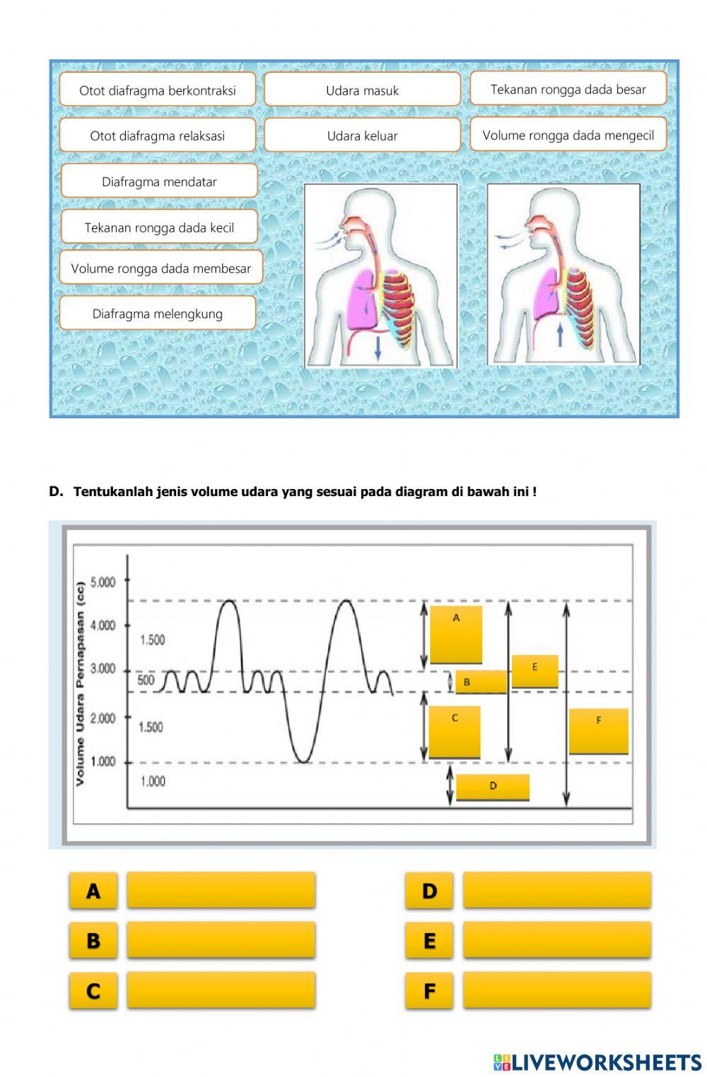 Lembar Kerja Sistem Pernapasan Manusia
