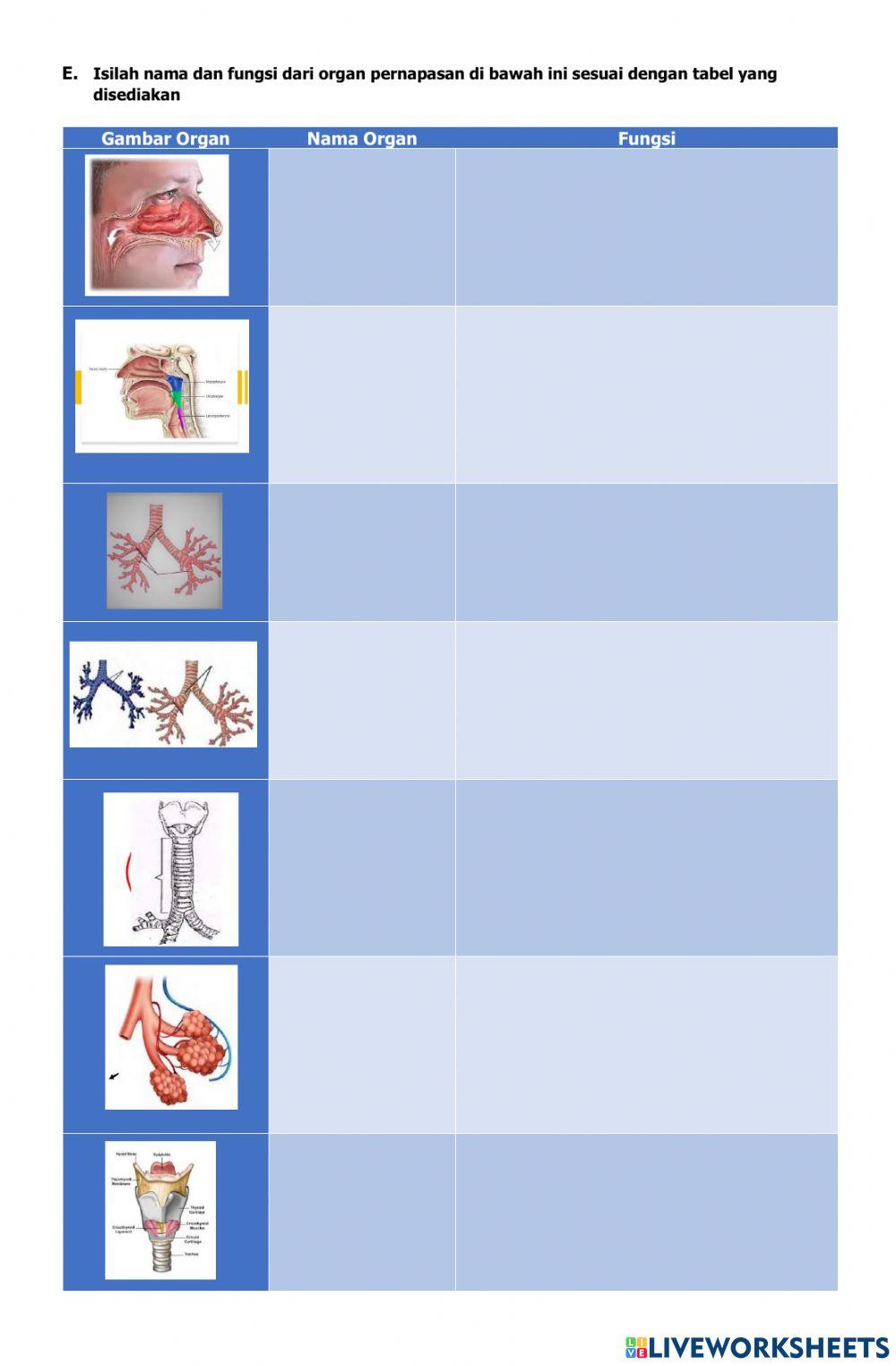 Lembar Kerja Sistem Pernapasan Manusia