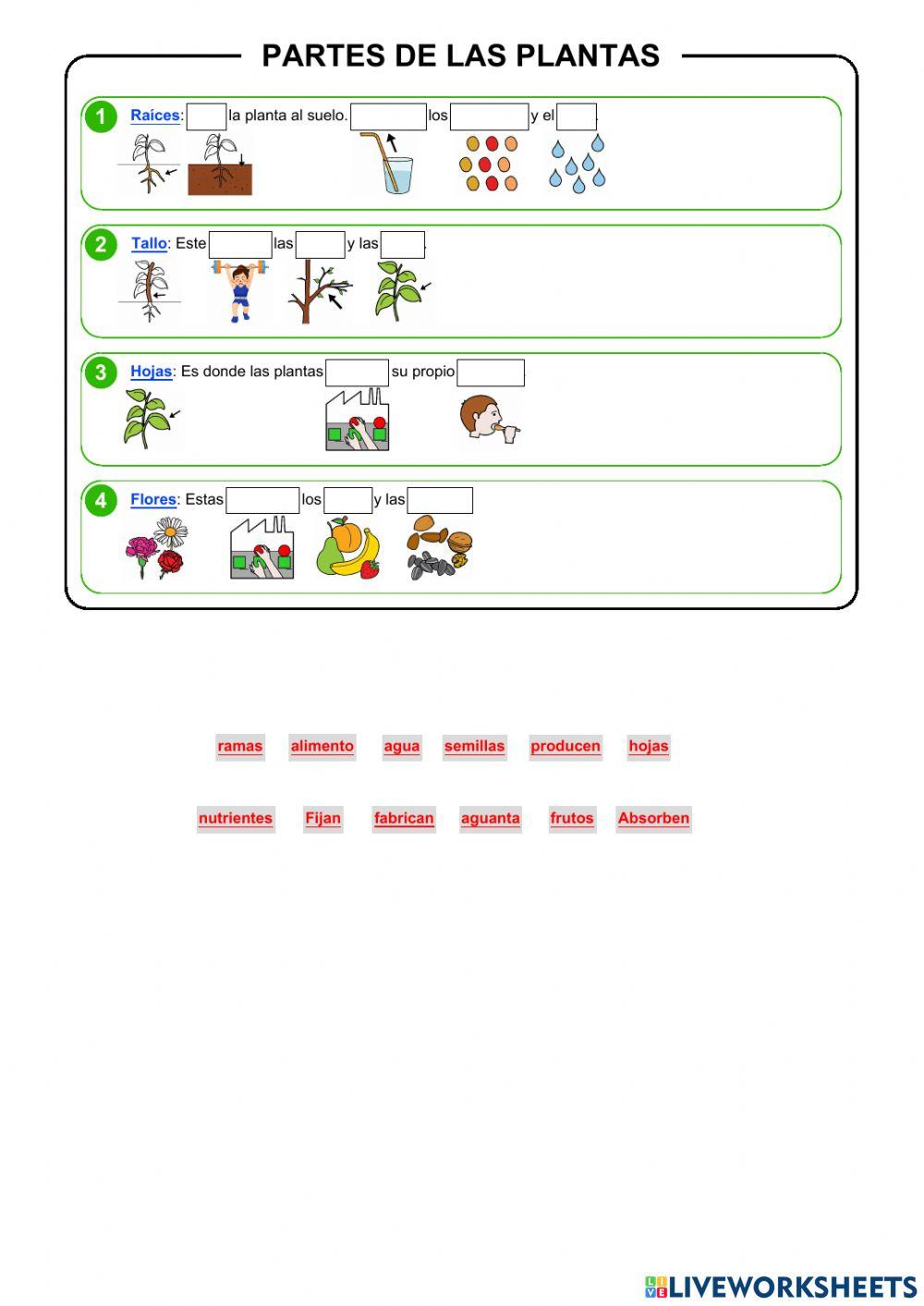 Partes de las plantas Partes de las plantas