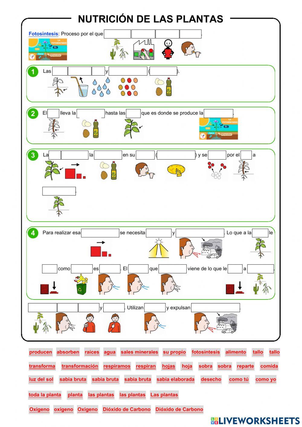 Nutrición de las plantas